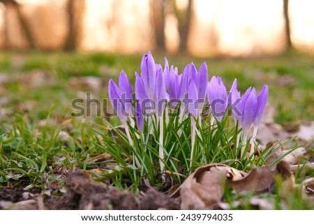 Crocuses in a meadow in soft warm light. Spring flowers that herald spring. Flowers picture