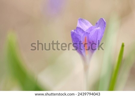 Single crocus flower delicately depicted in soft warm light. Spring flowers that herald spring. Flowers picture