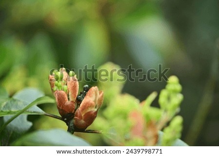 In early spring, azalea flower buds wait to bloom on branches. The buds, full and round, covered with fine fuzz, are about to reveal charming flowers.