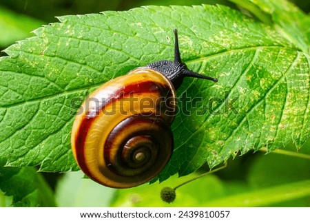 Oxychilus alliarius , commonly known as the garlic snail or garlic glass-snail. Royalty-Free Stock Photo #2439810057