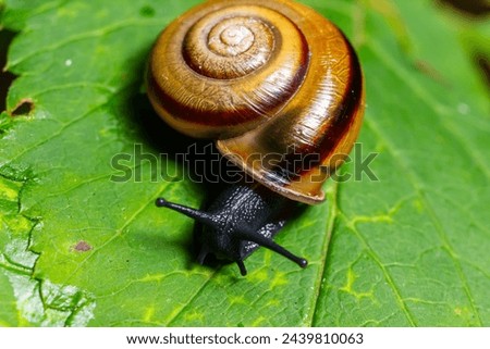 Oxychilus alliarius , commonly known as the garlic snail or garlic glass-snail. Royalty-Free Stock Photo #2439810063