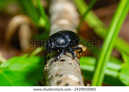 Earth boring dung beetles, Anoplotrupes stercorosus. Royalty-Free Stock Photo #2439810083