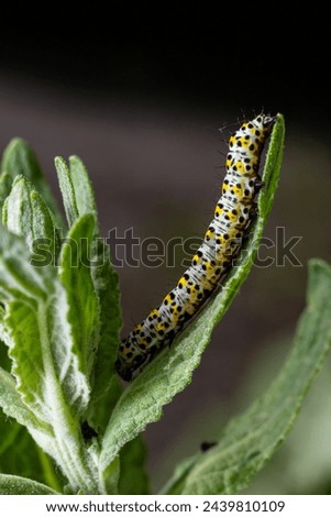 Mullein Cucullia verbasci Caterpillars feeding on garden flower leaves . Royalty-Free Stock Photo #2439810109
