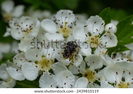 White spotted rose beetle: A Beneficial Insect for Pollination and Organic Recycling. Oxythyrea funesta. Royalty-Free Stock Photo #2439810119