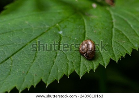 Oxychilus alliarius , commonly known as the garlic snail or garlic glass-snail. Royalty-Free Stock Photo #2439810163