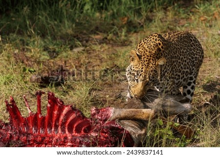 Leopard (Panthera Pardus). This male was having a problem with hyena about his prey in the early morning in a Game Reserve in the Tuli Block in Botswana                                