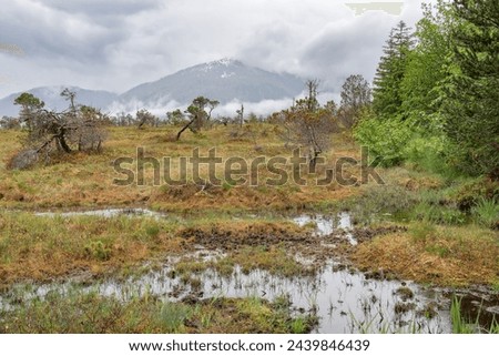The Petersburg muskeg (Peat Bog) with clouds skirting the mountains behind, Alaska, USA Royalty-Free Stock Photo #2439846439
