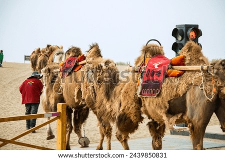 Mingsha Mountain, Dunhuang City, Gansu Province-Camels in the Desert Royalty-Free Stock Photo #2439850831