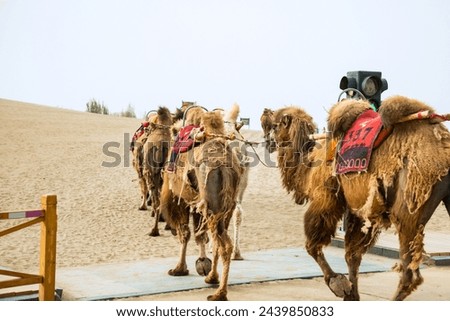 Mingsha Mountain, Dunhuang City, Gansu Province-Camels in the Desert Royalty-Free Stock Photo #2439850833