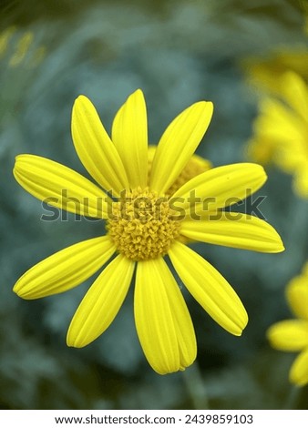 bright yellow flowers on a blurred green background