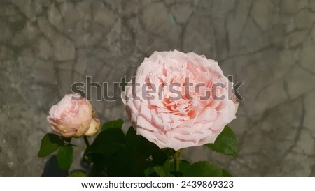 Pink roses on a cement wall background. Charming piano rose.