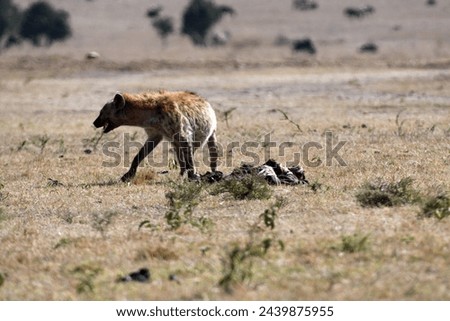 Hyena Hunting at Masai Mara, Kenya