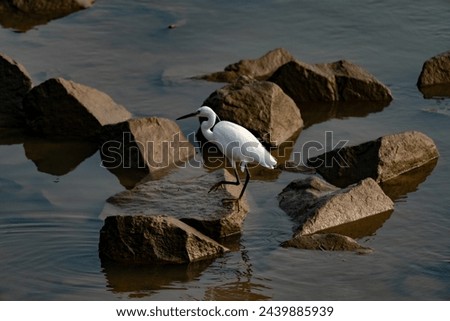 I spotted these egrets while hiking along the shore. These egrets were staying on the shore to hunt for prey in the water. I took these pictures while they were watching and they have beautiful plumag