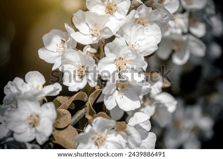 appletree blossom branch in the garden in spring
 Royalty-Free Stock Photo #2439886491