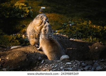 Prairie dogs, Cynomys ludovicianus, kissing at tunnel entrance Royalty-Free Stock Photo #2439889269