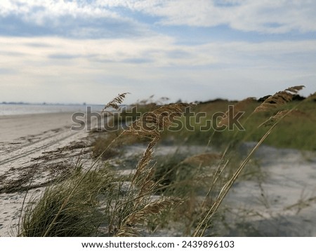 Sea Wheat Along the Coast of Charleston on Sullivan's Island, South Carolina Royalty-Free Stock Photo #2439896103
