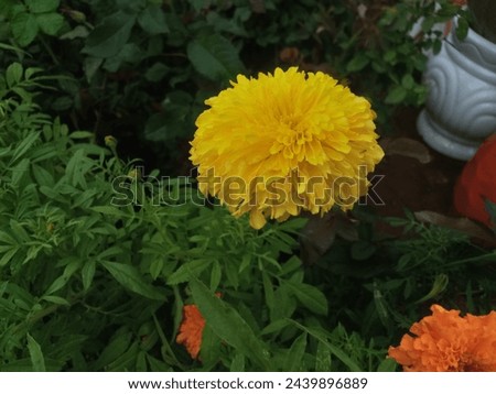 Marigold (Calendula)--- Herb of the Sun.
Not a perennial. Apricot color like cosmos = rangy and tall, a weed. Calendula = composed. Loni's flower..