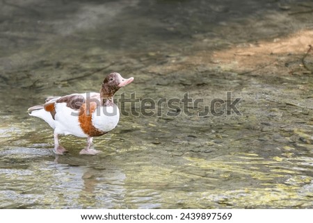 Common white duck with brown spots walking on the waters of the shore of a pond, head raised, sunny day in South Limburg in Netherlands