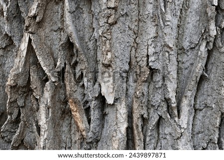 Natural old tree bark texture photography of bark unique pattern of wooden bark detailed texture variety of textures of different tree barks abstract forms and lines organic texture nature pattern 