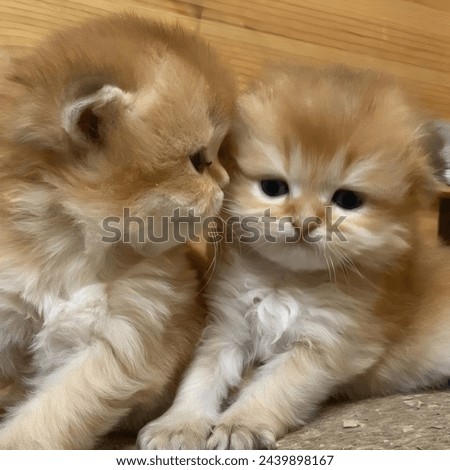 cat portrait, Two cute brown kittens