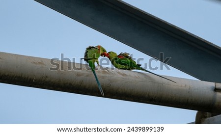 These beautiful parrots have very long tails. They fly around the neighborhood. I found them resting on a high voltage power line tower and I took these pictures. Royalty-Free Stock Photo #2439899139