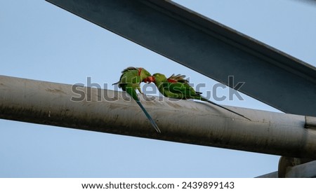 These beautiful parrots have very long tails. They fly around the neighborhood. I found them resting on a high voltage power line tower and I took these pictures. Royalty-Free Stock Photo #2439899143