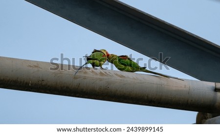 These beautiful parrots have very long tails. They fly around the neighborhood. I found them resting on a high voltage power line tower and I took these pictures. Royalty-Free Stock Photo #2439899145