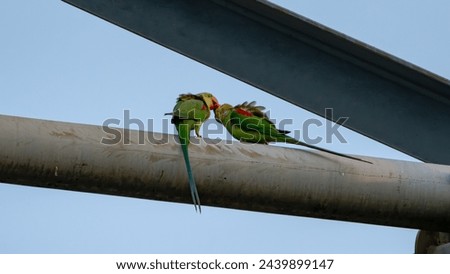 These beautiful parrots have very long tails. They fly around the neighborhood. I found them resting on a high voltage power line tower and I took these pictures. Royalty-Free Stock Photo #2439899147