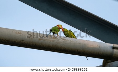 These beautiful parrots have very long tails. They fly around the neighborhood. I found them resting on a high voltage power line tower and I took these pictures. Royalty-Free Stock Photo #2439899151