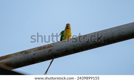 These beautiful parrots have very long tails. They fly around the neighborhood. I found them resting on a high voltage power line tower and I took these pictures. Royalty-Free Stock Photo #2439899155