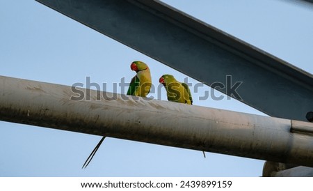 These beautiful parrots have very long tails. They fly around the neighborhood. I found them resting on a high voltage power line tower and I took these pictures. Royalty-Free Stock Photo #2439899159