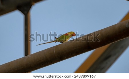 These beautiful parrots have very long tails. They fly around the neighborhood. I found them resting on a high voltage power line tower and I took these pictures. Royalty-Free Stock Photo #2439899167