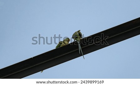 These beautiful parrots have very long tails. They fly around the neighborhood. I found them resting on a high voltage power line tower and I took these pictures. Royalty-Free Stock Photo #2439899169