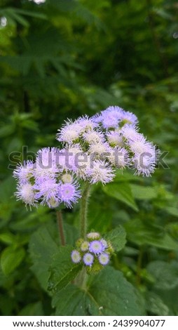 Ageratum conyzoides, has been widely utilized as herbal medicine for wound healing. Active compound present in this plant include alkaloids Royalty-Free Stock Photo #2439904077