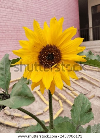 Sunflower flower yellow natural flowers with green Leaves Beautiful picture of Nature 