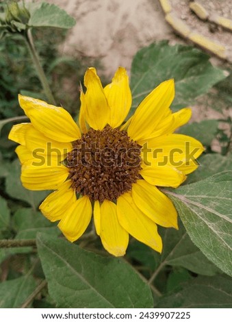 Sunflower flower with green Leaves Beautiful picture yellow natural flowers 