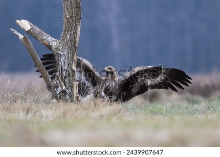 A golden eagle playing with an old stump in a meadow