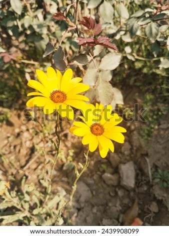 Yellow Natural flowers with green Leaves Beautiful picture yellow nature 