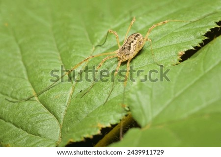 spider Opiliones on a leaf Royalty-Free Stock Photo #2439911729