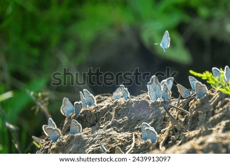 Abundance of butterflies in wet areas: Large blue (Maculinea arion), Common blue (Lycaena icarus) etc. Butterflies suck moisture, mineral salts. Middle Southern Siberia. Royalty-Free Stock Photo #2439913097