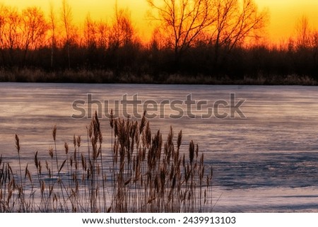 North-eastern European river after frosty winter. Ice began to melt, state of ice week before the ice break (ice-boom). Aurora, sunrise colors on spring morning, Reed panicles are glowing Royalty-Free Stock Photo #2439913103