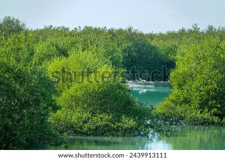 Mangrove forests in the Persian Gulf. Hara tree (Avicennia marina) main type of aquatic vegetation. United Arab Emirates Royalty-Free Stock Photo #2439913111