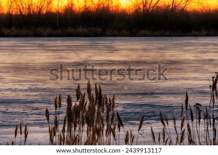 North-eastern European river after frosty winter. Ice began to melt, state of ice week before the ice break (ice-boom). Aurora, sunset colors on spring evening, Reed panicles are glowing Royalty-Free Stock Photo #2439913117