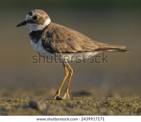 A natural picture of bird with big legs