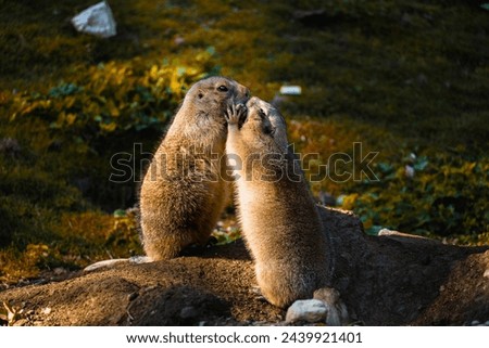 Two Prairie Dogs cuddling and kissing each other. Wildlife Concept. Cynomys ludovicianus. Royalty-Free Stock Photo #2439921401