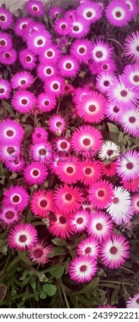colorful flowers of Lampranthus spectabilis Flower backgrounds