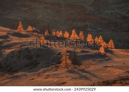 Golden autumn. Picturesque sunset light illuminates grove of larch trees on rocky slope. Moment of heyday of fall season in the mountains Altai region. Perfect image for wall, screen. Scenic artwork