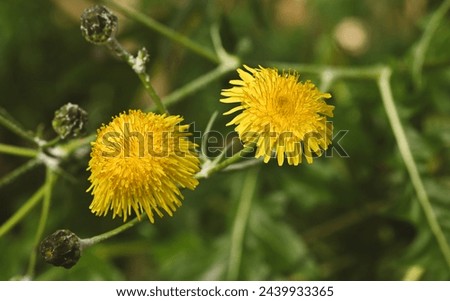 Beautiful close-up of a sonchus hierrensis flower Royalty-Free Stock Photo #2439933365