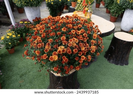 Orange red flame tone flowers with dark green leaf