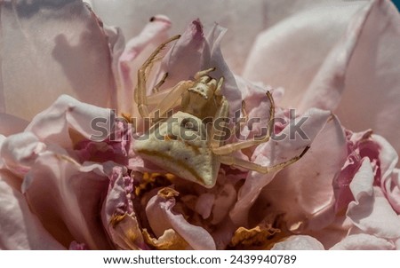 Animal, Arachnid, Crab Spider, Hiding in the centre of a Rose. Royalty-Free Stock Photo #2439940789